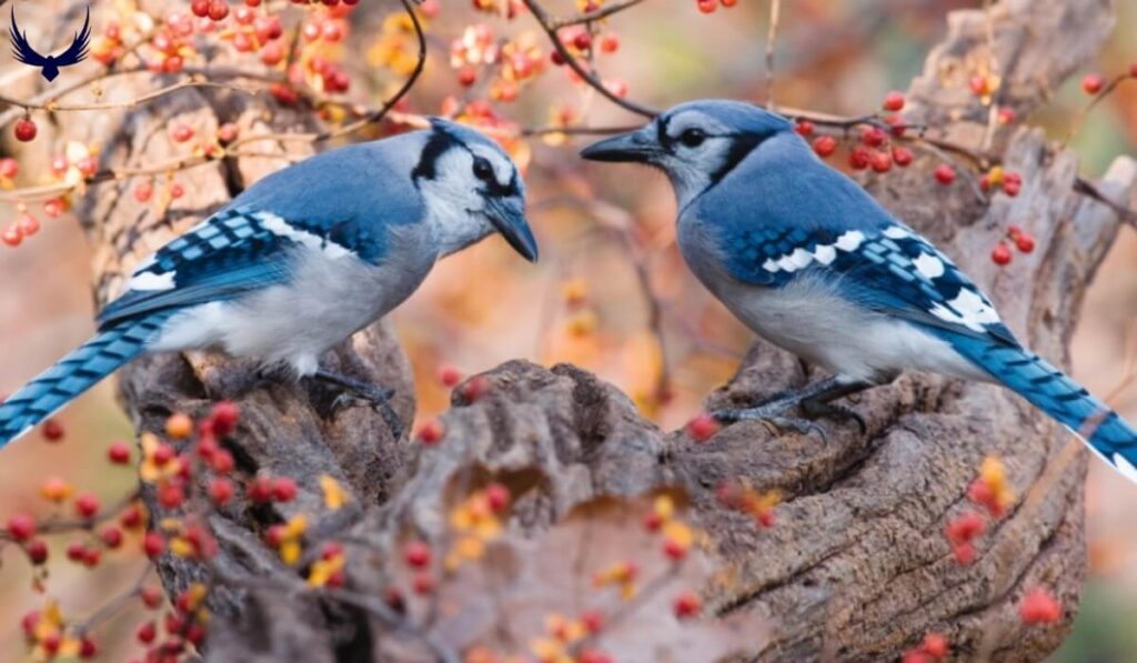 Do Blue Jays Mate for Life
Blue Jays Mating Habits
Blue Jays Mating Seasons