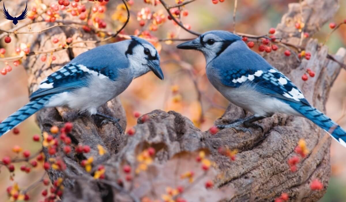Do Blue Jays Mate for Life? (Blue Jays Mating Habits 2024)