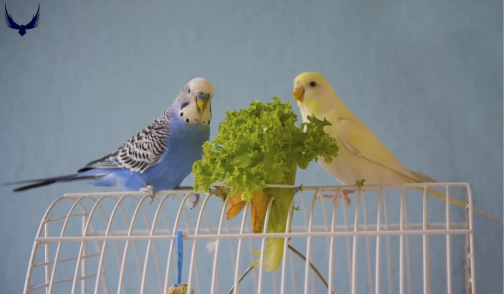 what do parakeets eat
parakeets diet
what vegetables can parakeets eat
what fruits can parakeets eat
what can parakeets eat