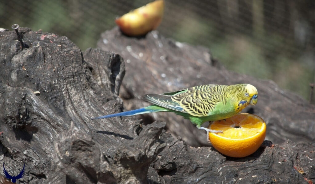 What Do Parakeets Eat: A Detail Guide to Parakeets Diet 2024