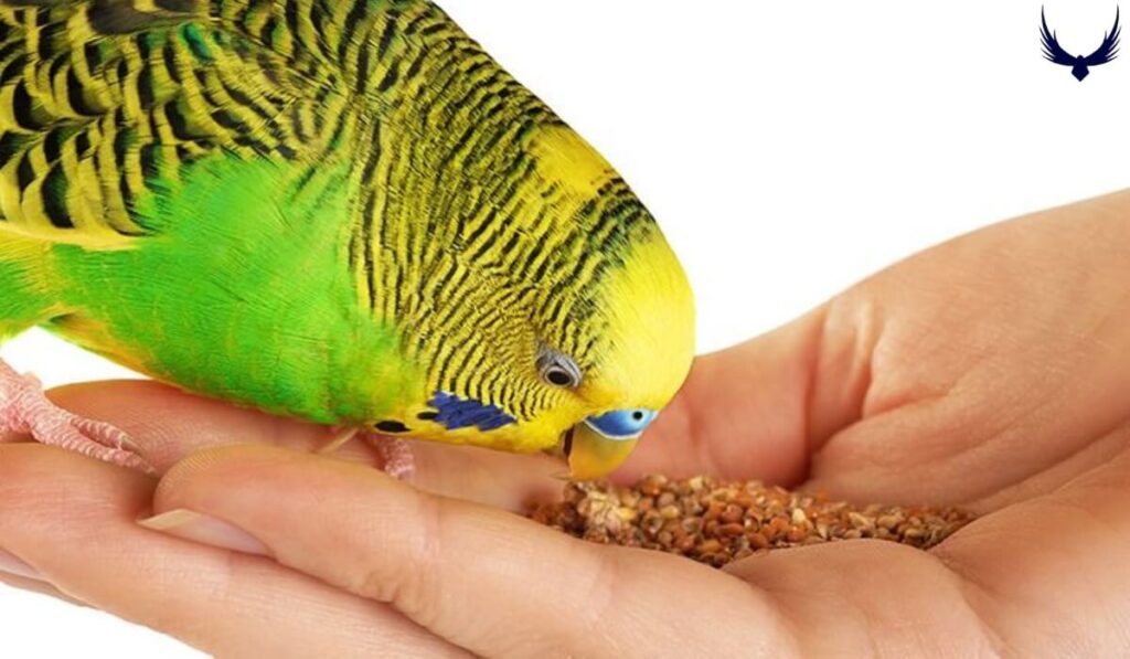 what do parakeets eat
parakeets diet
what vegetables can parakeets eat
what fruits can parakeets eat
what can parakeets eat