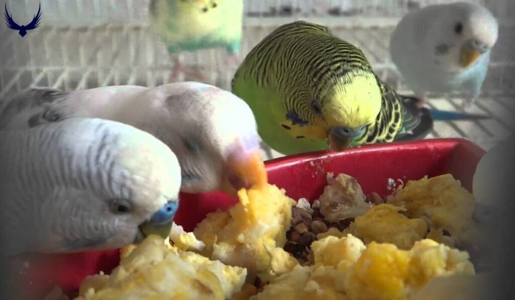 what do parakeets eat
parakeets diet
what vegetables can parakeets eat
what fruits can parakeets eat
what can parakeets eat