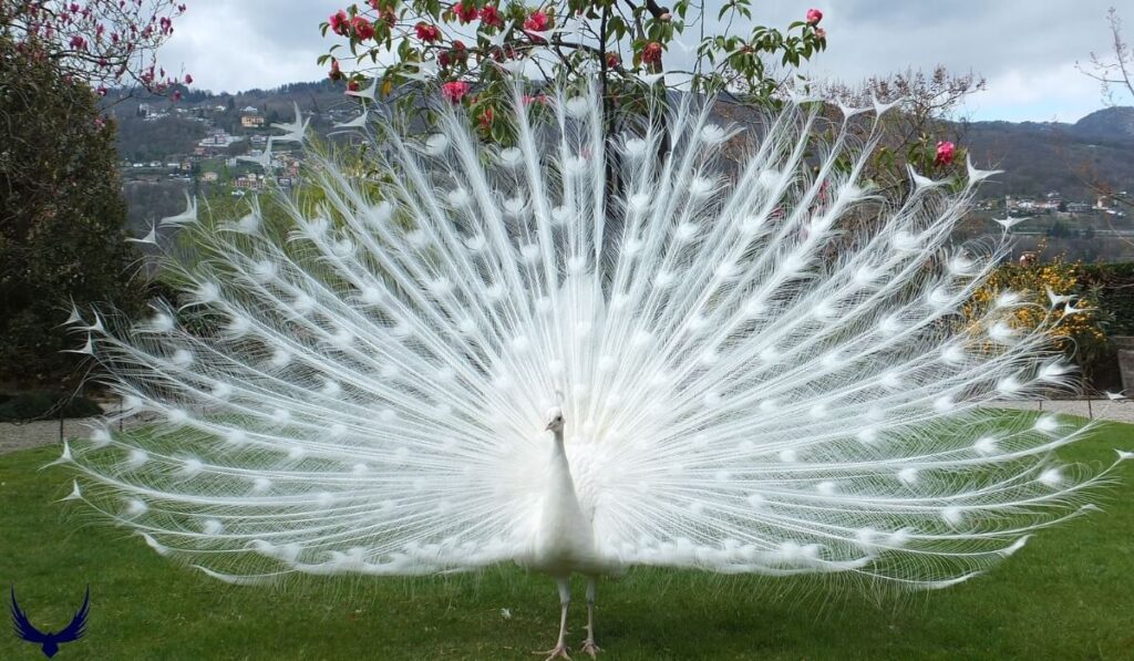 Peacock Names
Names for Peacock