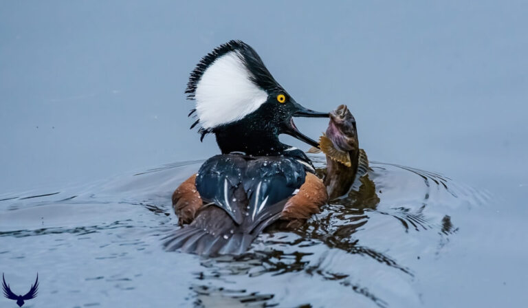 Do Ducks Eat Fish? How They Hunt & Feed on Aquatic Prey