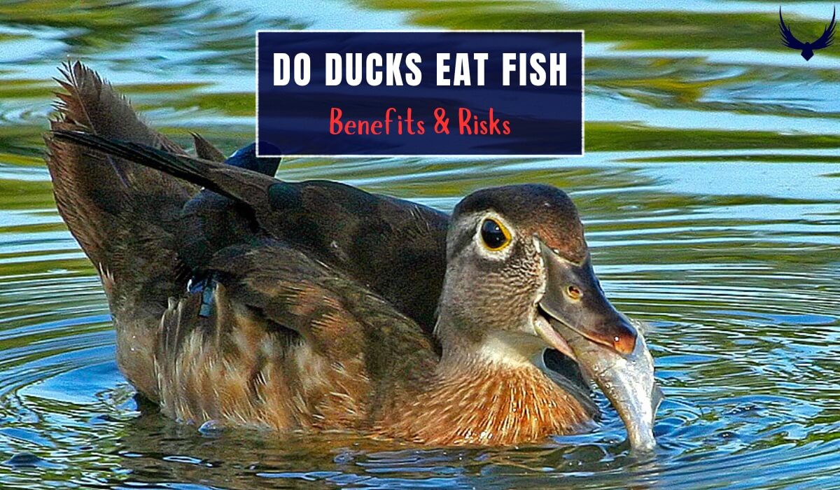 do ducks eat fish in ponds how do ducks eat fish what kind of fish do ducks eat