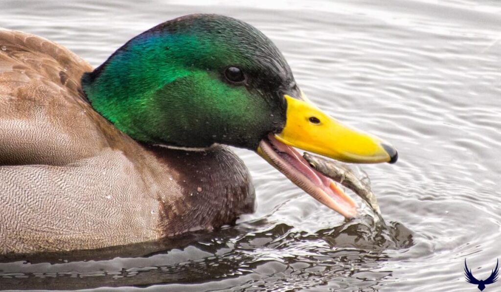 Do Ducks Eat Fish How They Hunt amp Feed on Aquatic Prey