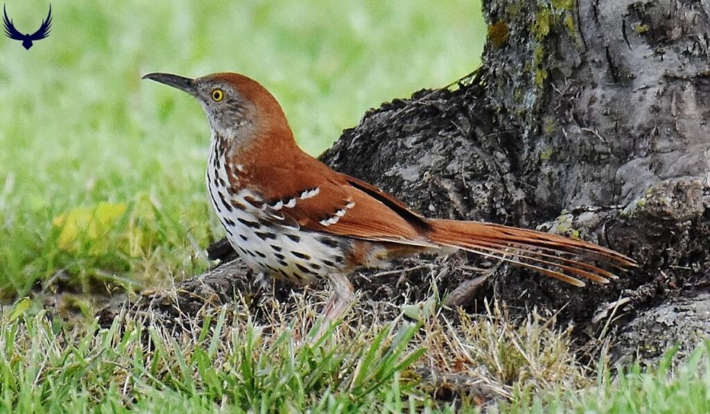 what is georgia state bird Brown Thrasher
what is the georgia state bird
Brown Thrasher ga state bird
what's the georgia state bird 