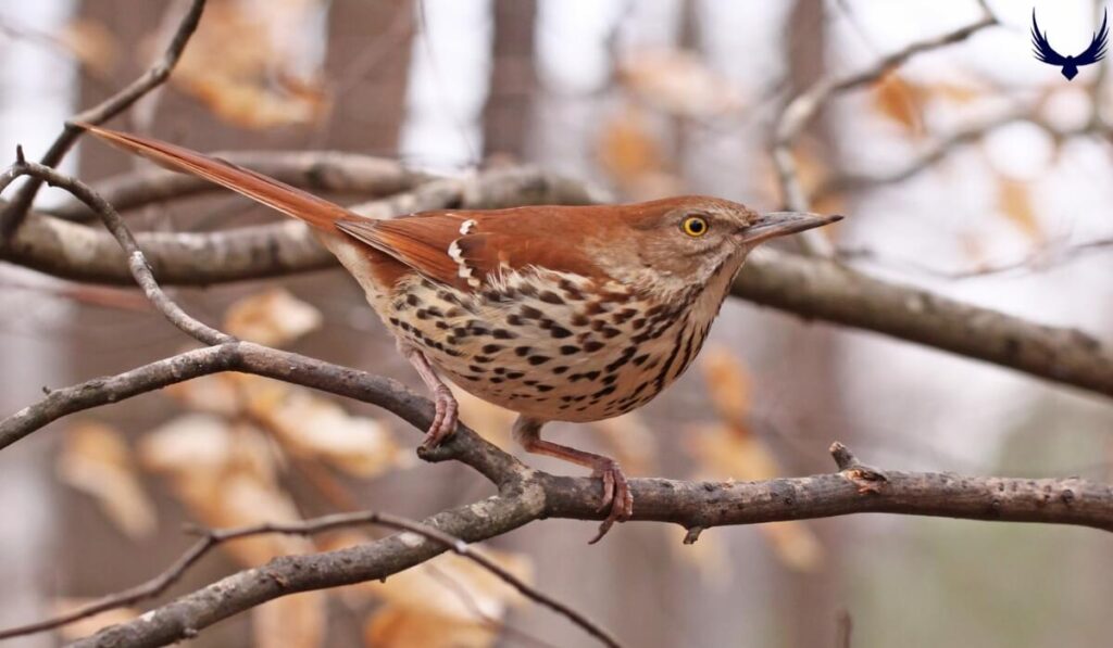 what is georgia state bird Brown Thrasher
what is the georgia state bird
Brown Thrasher ga state bird
what's the georgia state bird 