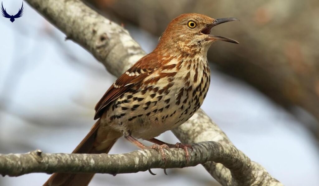 what is georgia state bird Brown Thrasher
what is the georgia state bird
Brown Thrasher ga state bird
what's the georgia state bird 