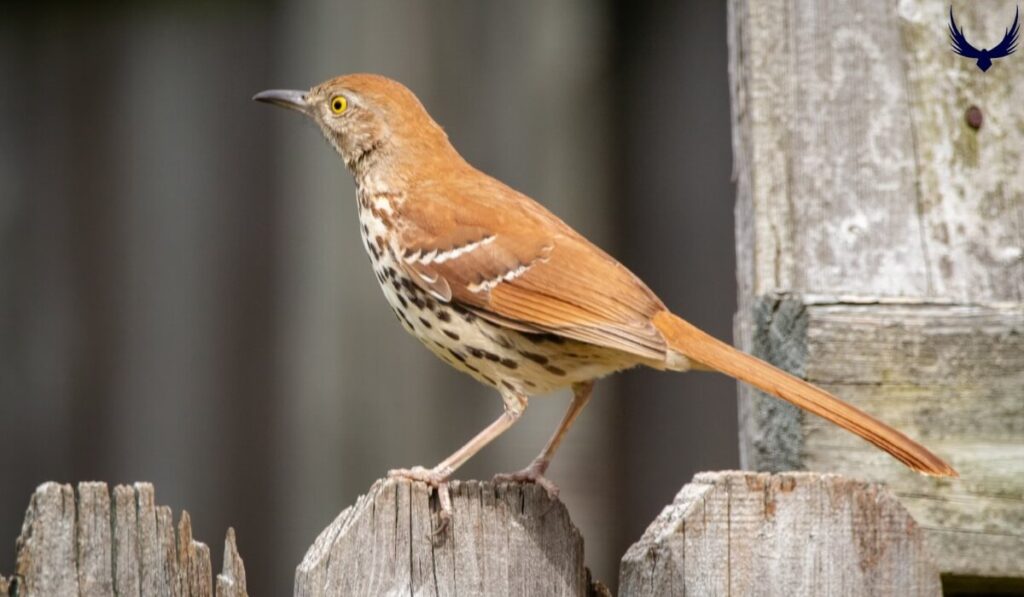 what is georgia state bird Brown Thrasher
what is the georgia state bird
Brown Thrasher ga state bird
what's the georgia state bird 