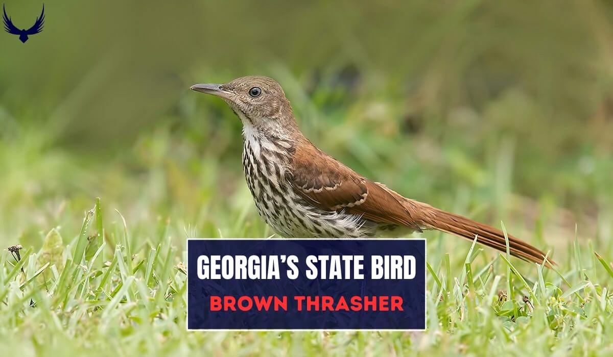 what is georgia state bird Brown Thrasher what is the georgia state bird Brown Thrasher ga state bird what's the georgia state bird