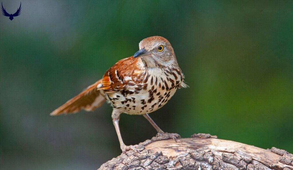 what is georgia state bird Brown Thrasher
what is the georgia state bird
Brown Thrasher ga state bird
what's the georgia state bird 