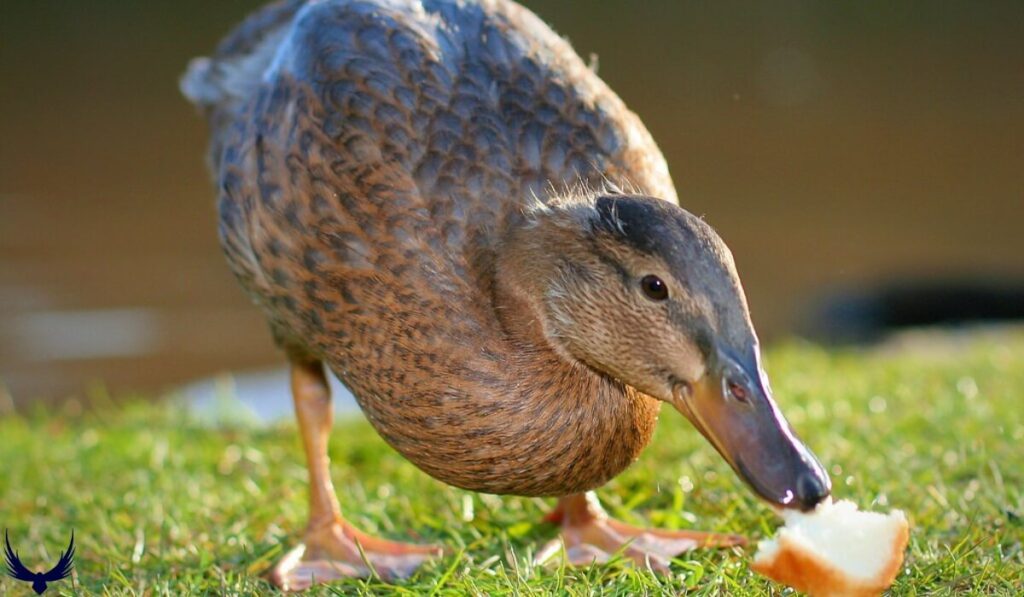 why is bread bad for ducks
can ducks have bread
is bread good for ducks
can ducks eat bread
feeding ducks bread