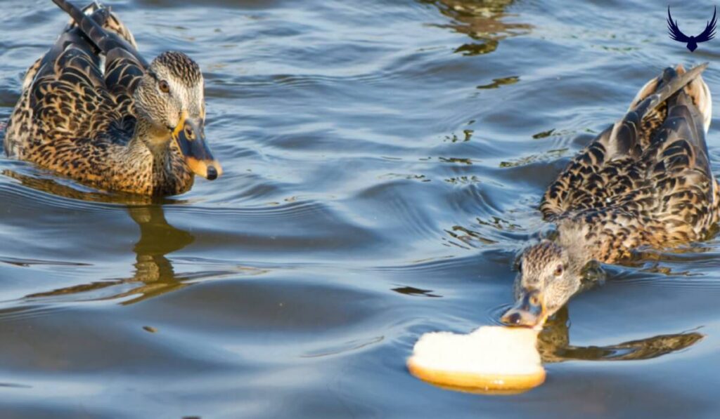 why is bread bad for ducks
can ducks have bread
is bread good for ducks
can ducks eat bread
feeding ducks bread