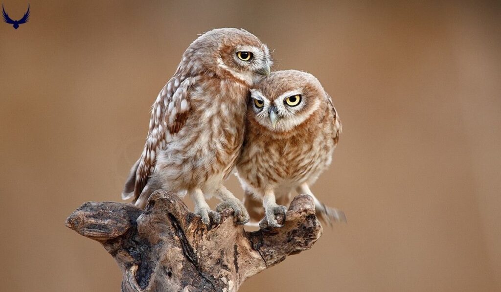 Cute Owl Names
Good Owl Names
Male Owl Names
Female Owl Names
Funny Owl Names