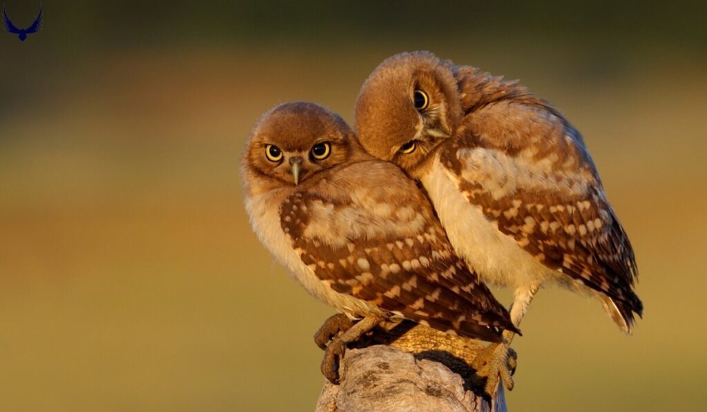 Cute Owl Names
Good Owl Names
Male Owl Names
Female Owl Names
Funny Owl Names