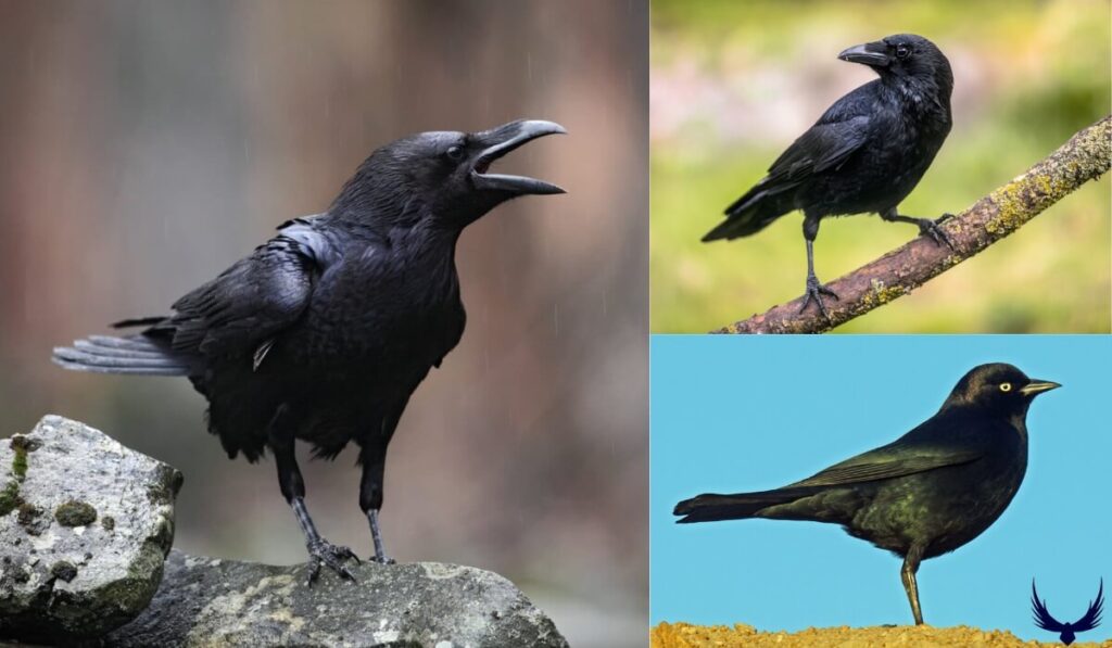 black bird vs crow vs raven
crow vs raven vs blackbird
blackbird vs raven vs crow
raven vs crow vs blackbird