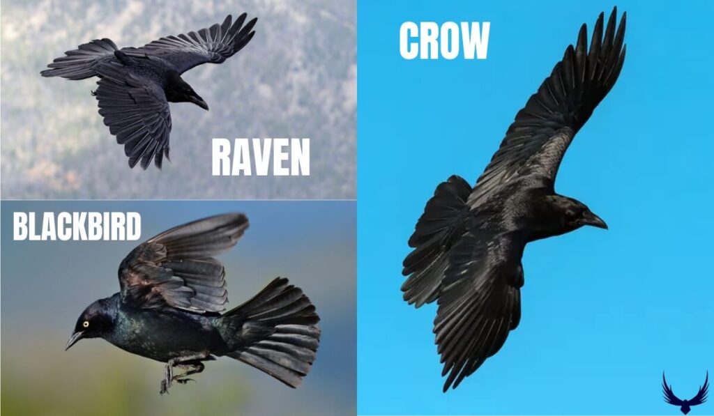 black bird vs crow vs raven
crow vs raven vs blackbird
blackbird vs raven vs crow
raven vs crow vs blackbird