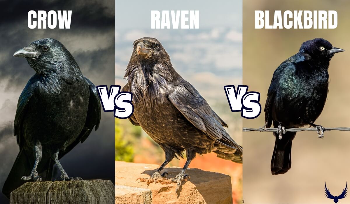 black bird vs crow vs raven crow vs raven vs blackbird blackbird vs raven vs crow raven vs crow vs blackbird